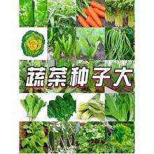 蔬菜种子四季播种阳台盆栽香菜韭菜生菜小葱油麦菜春季菜种籽豆孑