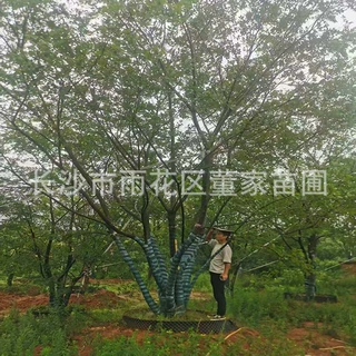 供应6杆丛生朴树 多杆朴树 50-60公分丛生朴树大量供应 价格实惠