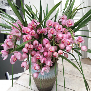 High-End New Year's Eve Flower Cymbidium Potted Plant Original Pot Original Soil with Buds Strong Fragrance Viewing Flowers Easy to Grow Indoor Plant Orchid