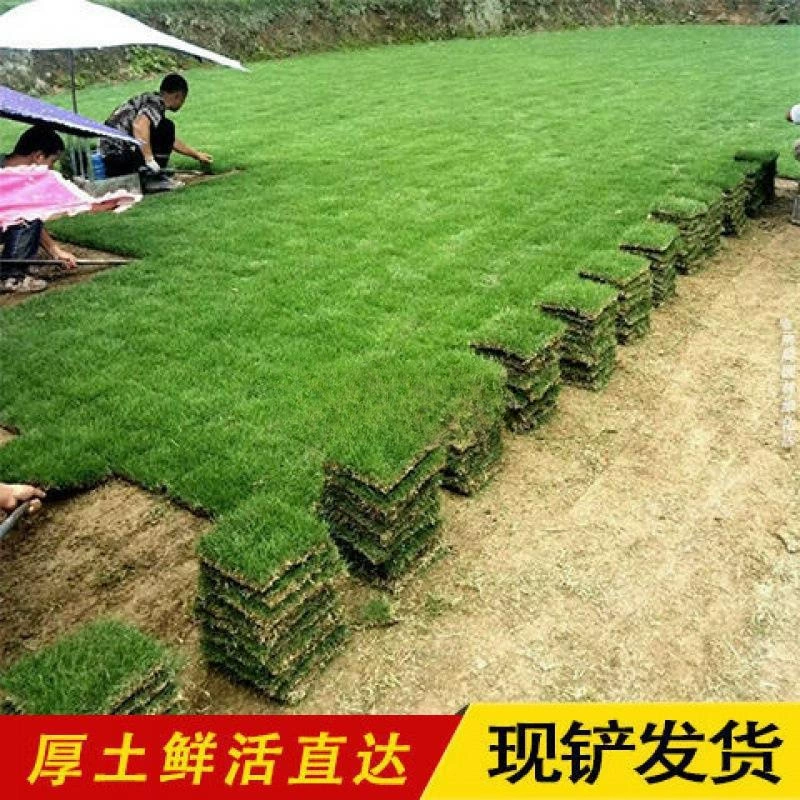 Натуральный газон для озеленения двора виллы, газон Manila Carpet Grass, морозостойкий газон с почвой, не требует стрижки, доставка почвы.