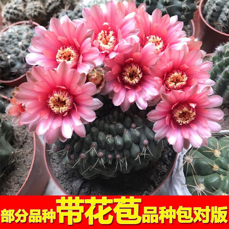 仙人球开花仙人掌带花苞阳台盆栽植物室内办公室绿植易开花绯花玉