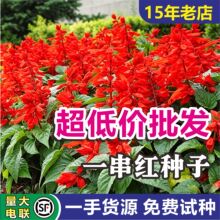 一串红种子批发矮杆高杆爆仗红景观花坛花海草花籽园林绿化工程四