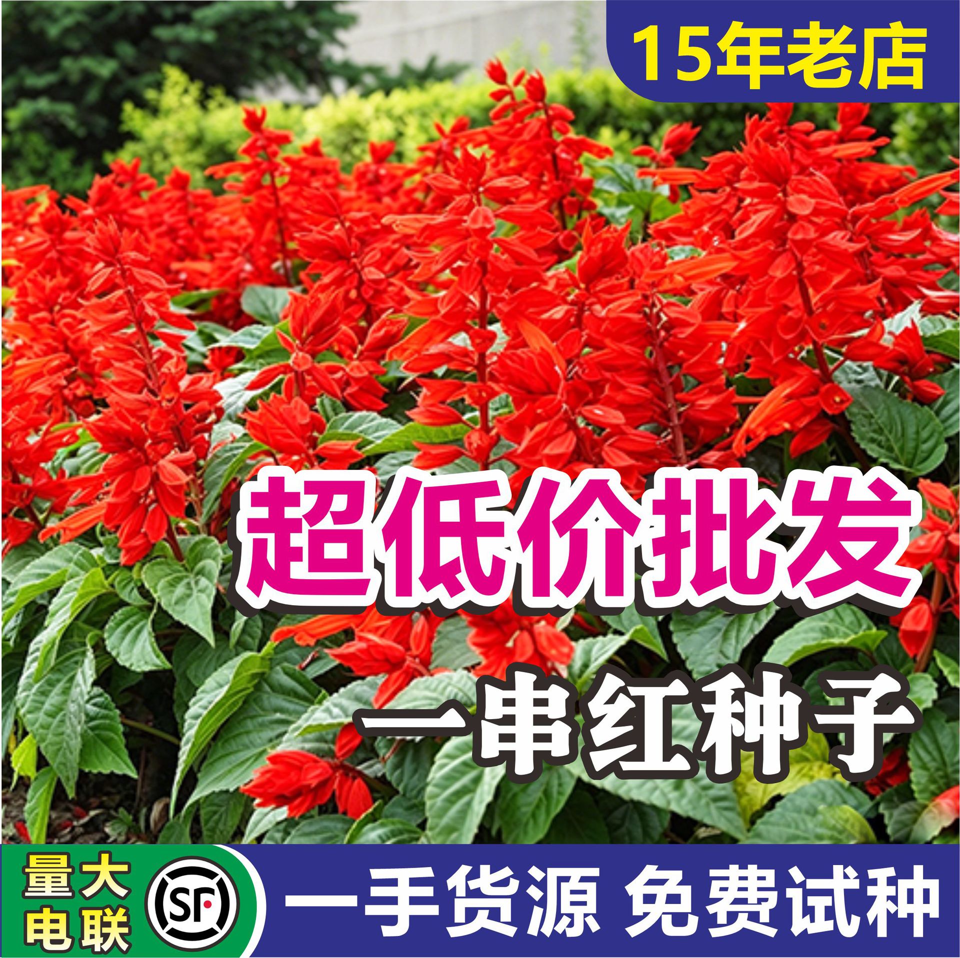 一串红种子批发矮杆高杆爆仗红景观花坛花海草花籽园林绿化工程四