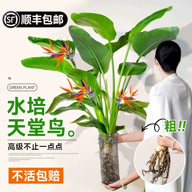 Гидропонное растение «Птица рая» для гостиной, зеленое растение для дома процветания, гидропонная стрелиция для офиса, всесезонное комнатное растение в горшке, поглощающее формальдегид.