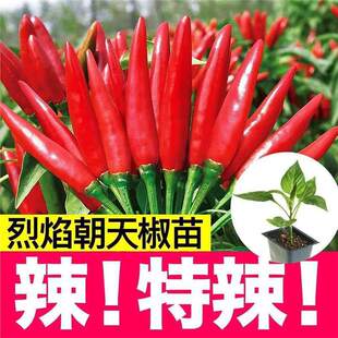 ���콷�玧������⽷С����С����Ұɽ��ָ�콷�t��������������