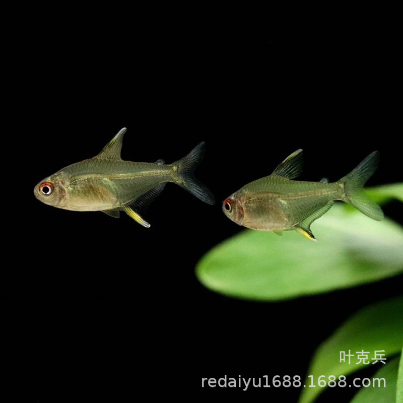 上海热带鱼养殖场批发观赏鱼 黄柠檬灯鱼 黄柠檬翅鱼扯旗