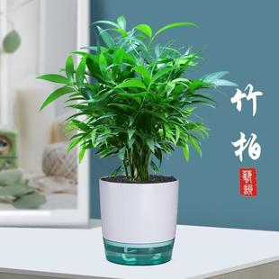 Hydroponic Mosquito Repellent Bamboo and Cypress Water-Grown Plants Indoor Living Room Desktop Green Plants Potted Flowers Evergreen All Year Round