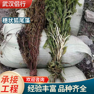 Spikes and Foxtail Algae Purify Water Quality, Submersed Plant Bases Directly Supply Emergent Plants and Undertake Maintenance and Planting Projects