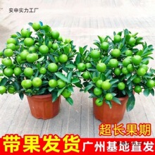 �ļ��۽������������Ԏ�����ʳ�ô������҃��̨��������