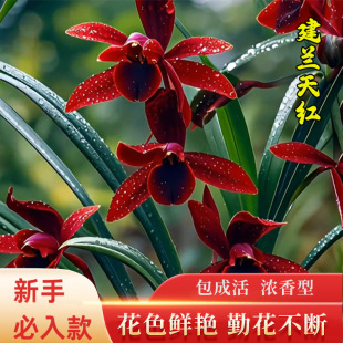 �m���罨�m��t�ļ����B���Ď����������҃ȿ͏dֲ�ﻨ�ܾGֲ����