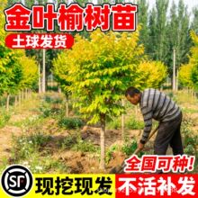 金叶榆树苗嫁接中华绿叶白榆黄金榆苗别墅庭院大型耐寒风景绿化苗