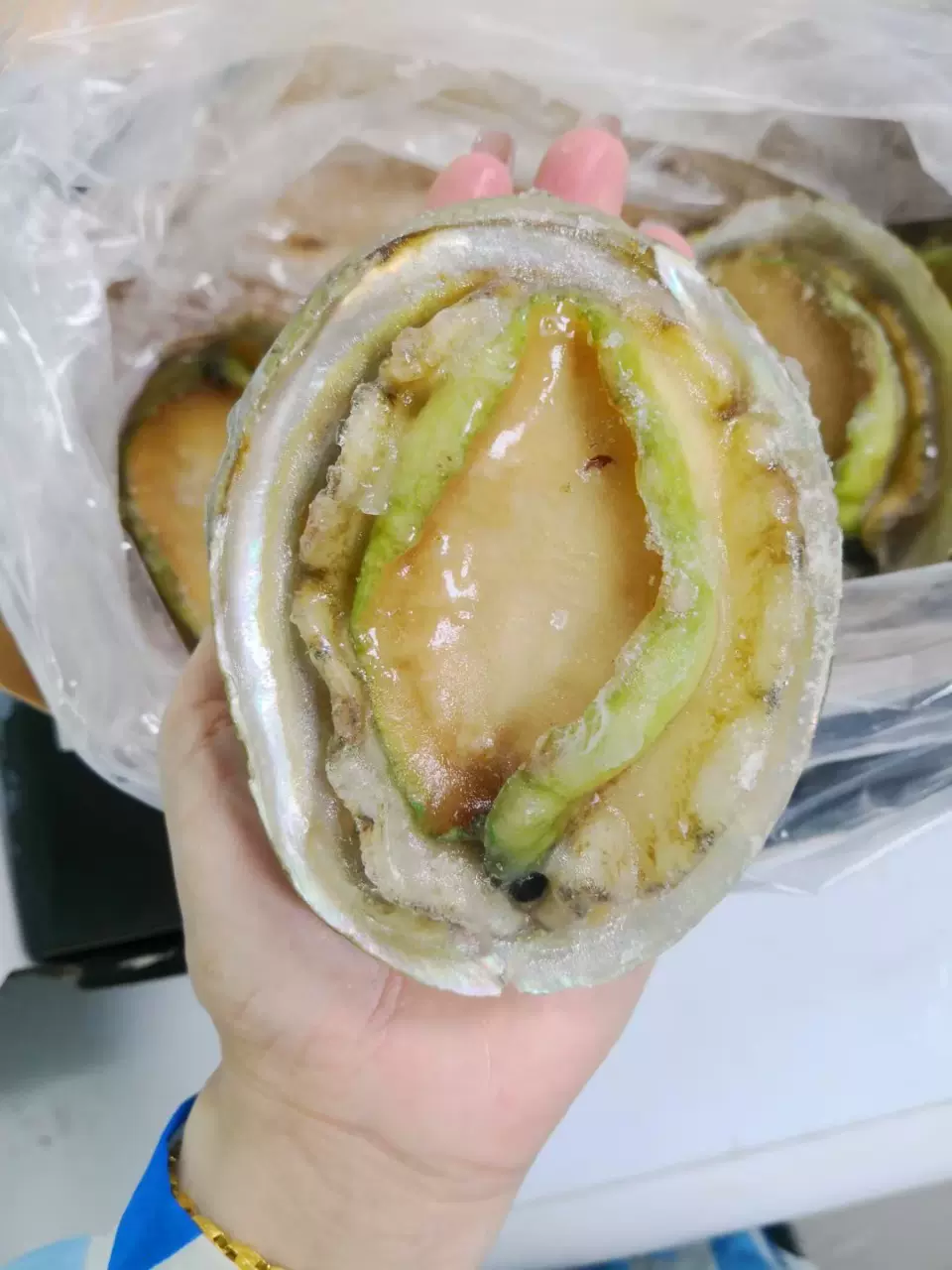 澳洲青边鲍1000G进口鲜活冷冻鲍鱼海鲜水产日料刺身绿边鲍 4个/盒