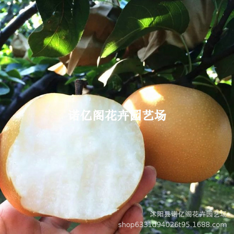 秋月梨树苗特大嫁接果苗阳台盆栽果树活苗地栽南北方种植当年结果