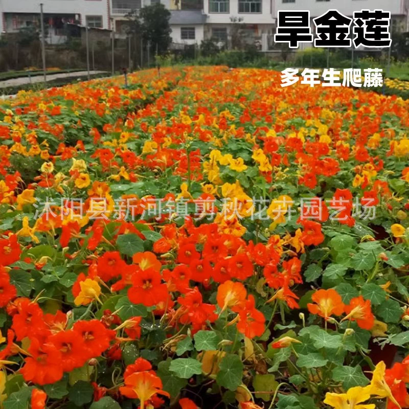 Сухие семена лотоса многолетние весна и осень посев сухие семена лотоса четыре сезона висит вьющаяся лоза балкон двор балкон Горшечное растение