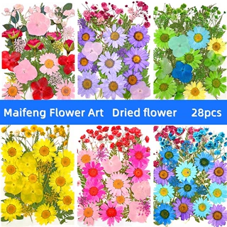 干花压花批发植物押花28片花叶组合包真树叶标本贴画跨境迈峰花艺