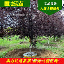 �����t�~��������ͺ��ɫ�����|�����~�t�~�������ӻ��@��ƿ����