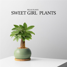 发财树桌面盆栽室内植物办公室客厅招财绿植四季净化空气花卉盆栽