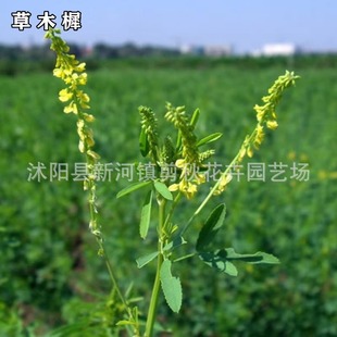 Yellow-Flowered Alfalfa Seeds, Grass Mignonette Seeds, Wild Alfalfa Seeds, Iron Broom Seeds, Fragrant Horse Feed Seeds