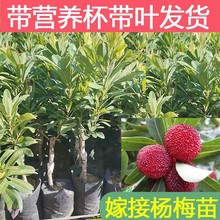杨梅树树苗嫁接东魁黑炭早熟杨梅苗果树苗带土庭院南种植乌梅大果