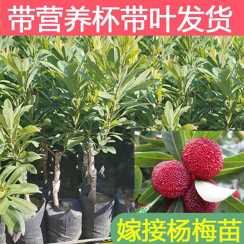 杨梅树树苗嫁接东魁黑炭早熟杨梅苗果树苗带土庭院南种植乌梅大果