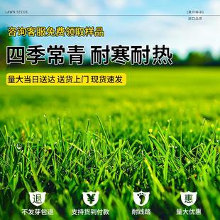 Slope Protection, Soil-Fixing Grass Seeds, Four-Season Green Slope Protection King, Lawn Greening, Ryegrass, Courtyard Cold-Resistant and Drought-Resistant Grass Seeds