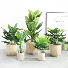 �����GֲС��������ɢβ��С̖�G�~��ֲ�������������쾰�b[��