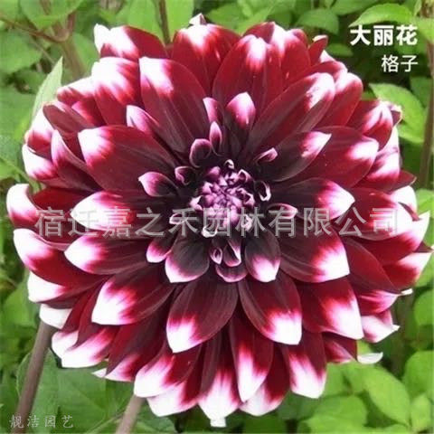 微信图片_20210607120834