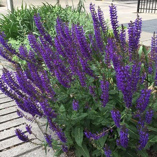 Sky Blue Shade Sage Blue Sage Large Potted Flower Mirror Planting Perennial Perennial Sun-Loving Explosive Pot Cold-Resistant