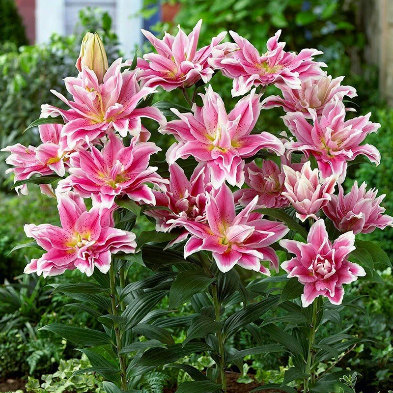 Луковицы парфюмерной лилии с двойными цветками, цветочные горшки для балкона с сильным ароматом, многолетние семена цветов, которые цветут в любое время года.