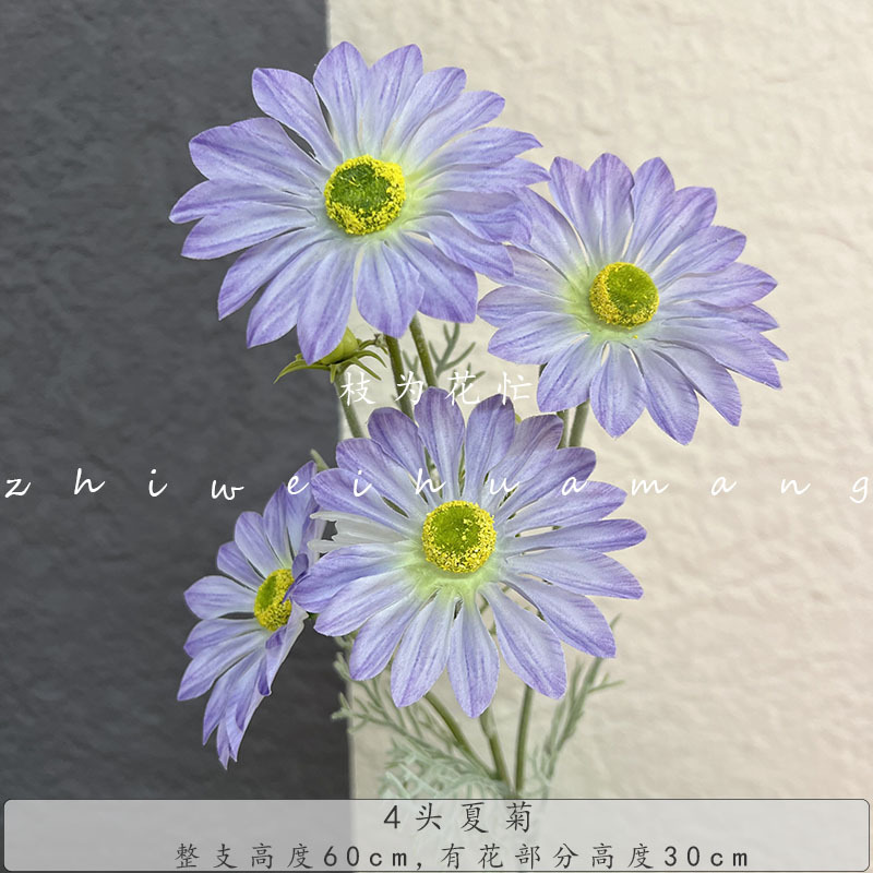 여름 국화 4개 - 연한 보라색