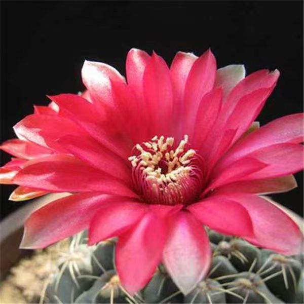 Flor de jade cactus florece en todas las estaciones, embellece el aire, el balcón, la sala de estar, la oficina, las plantas verdes, las flores en macetas