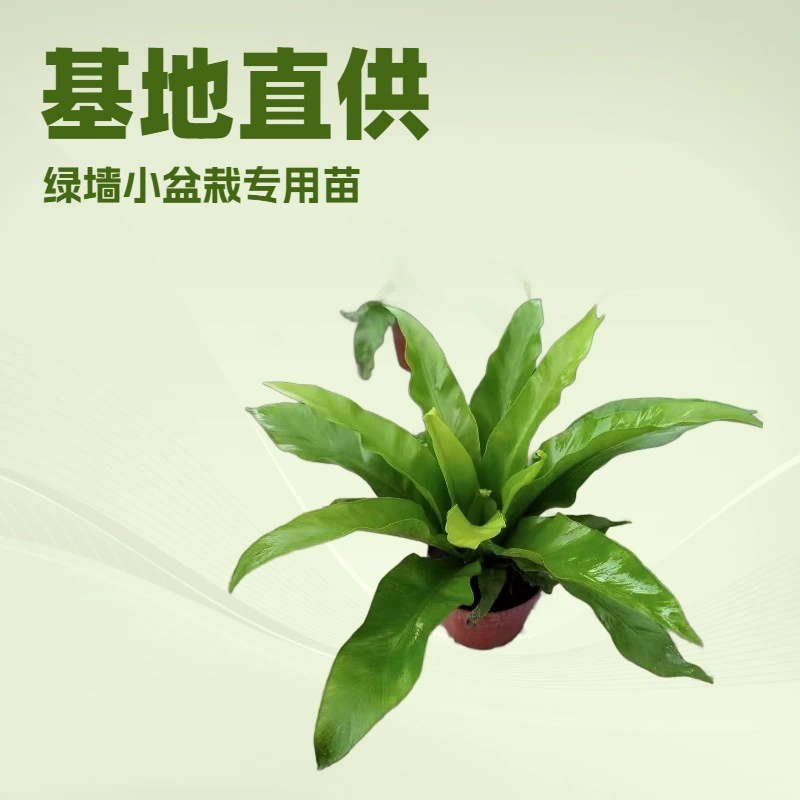 База поставляет большое количество зеленых растений в офисе. Птичье гнездо папоротника A110 Чашка Цветочная мини в горшках оптом