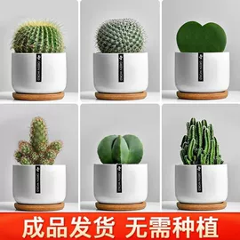花盆容器;狗狗窝/笼/垫;盆栽