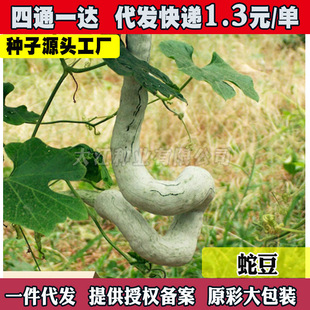 �߶��N���L�߹��߲˷N���ļ��߲��N�߶������^�pʳ���߶��ǷN��