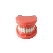 TJ-A1标准牙模型28颗标准牙教学模型不带螺丝28颗牙口腔教学模型