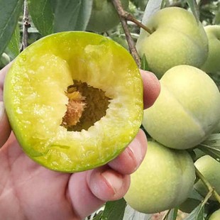 �޽ӷ������Ә����ϱ����Nֲ�ش��Ĵ�Ó����������A���ӹ������