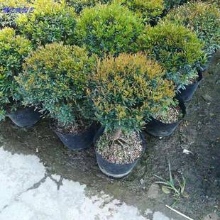 С�~��骼t�����ֲ���ͺ��辰�ļ�����Gֲ�S���z�ľ�̨����