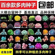 多肉植物种子种子 多肉植物种子种子品牌 图片 价格 多肉植物种子种子批发 阿里巴巴