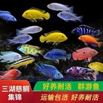 三湖慈鲷活体中小型热带观赏鱼杂鲷淡水湛蓝宝石红宝石鱼好养耐活