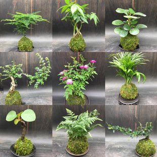 Moss Ball Hydroponic Plant Bonsai Fern Rice Bamboo Asparagus Calamus Spring Rain June Snow Mirror Grass Fujian Tea Potted Plant