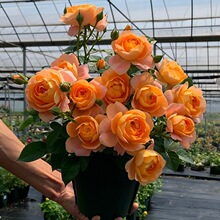 ٱ¼NޱͥԺֲﻨ̨õļ