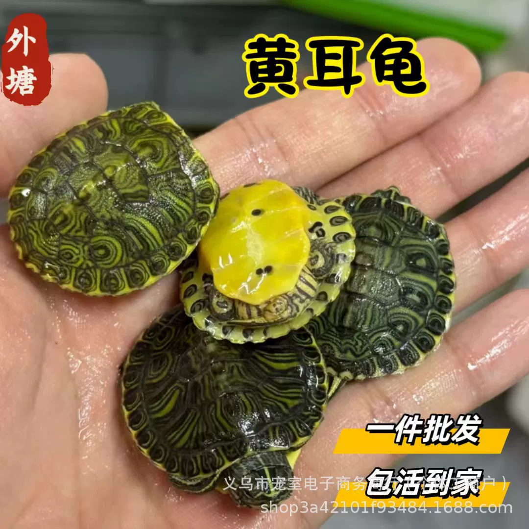Желтоухая черепаха, разведение в аквариумах, активный домашний питомец, оптом из прудов, получила высокую оценку, питается рыбными гранулами, легко отличить от владельца.
