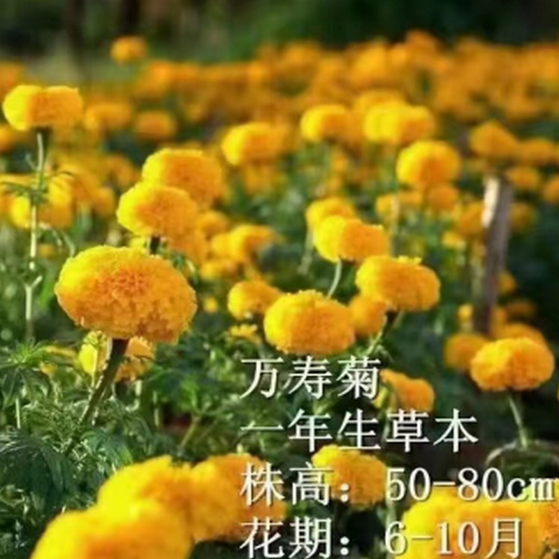 ҵ΢Žͼ_16626013815171