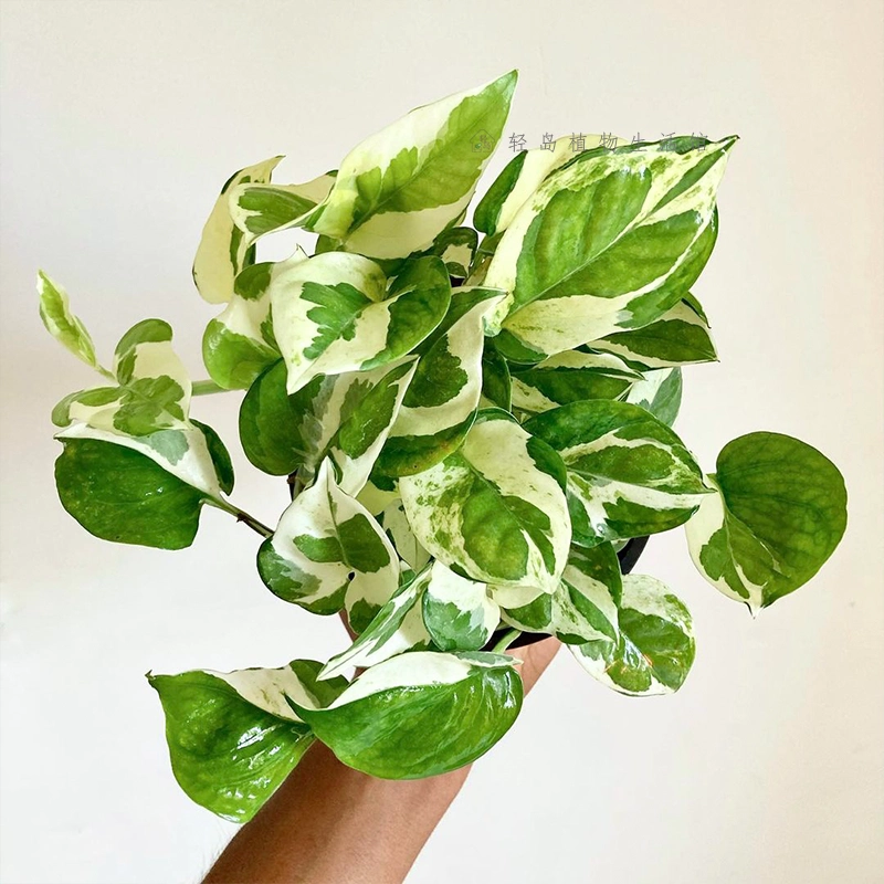 Белый Золотой кудзу Снежинка кудзу цветок лист зеленый укроп Горшечное растение хорошо поднять офис Крытый рабочего стола формальдегида поглощения зеленого растения длинные лозы висит