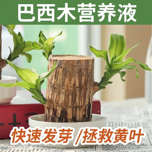 Brazilian Palm Special Nutrient Solution Plant Home Gardening Fertilizer Pot Cultivation Lucky Wood Promotes Sprouting and Root Growth Water Culture Aquaculture