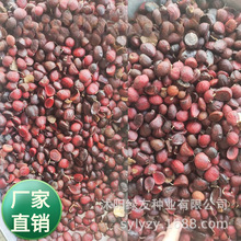 批发观赏大乔木 二乔玉兰树种子   紫 红 山玉兰种籽  白玉兰种子