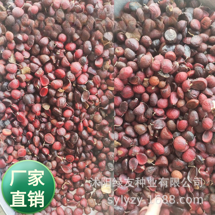 批发观赏大乔木 二乔玉兰树种子   紫 红 山玉兰种籽  白玉兰种子