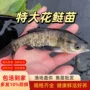 本地大头食用特大鱼苗