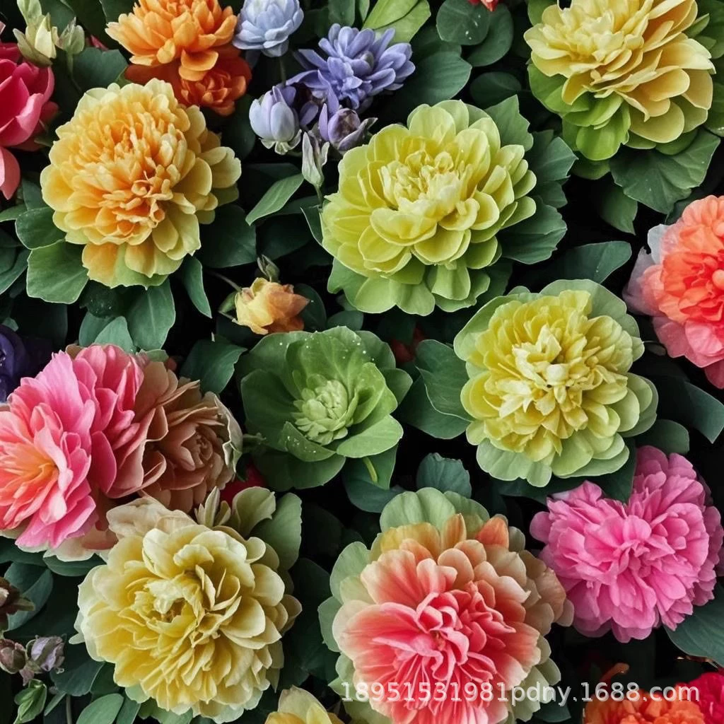 Водный гиацинт, водная трава, водоросли, аквариум, черепаха, креветки, цветок, пруд для рыбы, очистка водных растений, рассада, лотос, водный гибискус