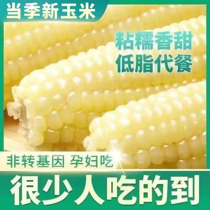 Authentic Northeastern White Corn, 10 Sweet and Glutinous Cobs, White Corn for Breakfast, Vacuum-Packed, Ready-To-Eat Sticky Corn